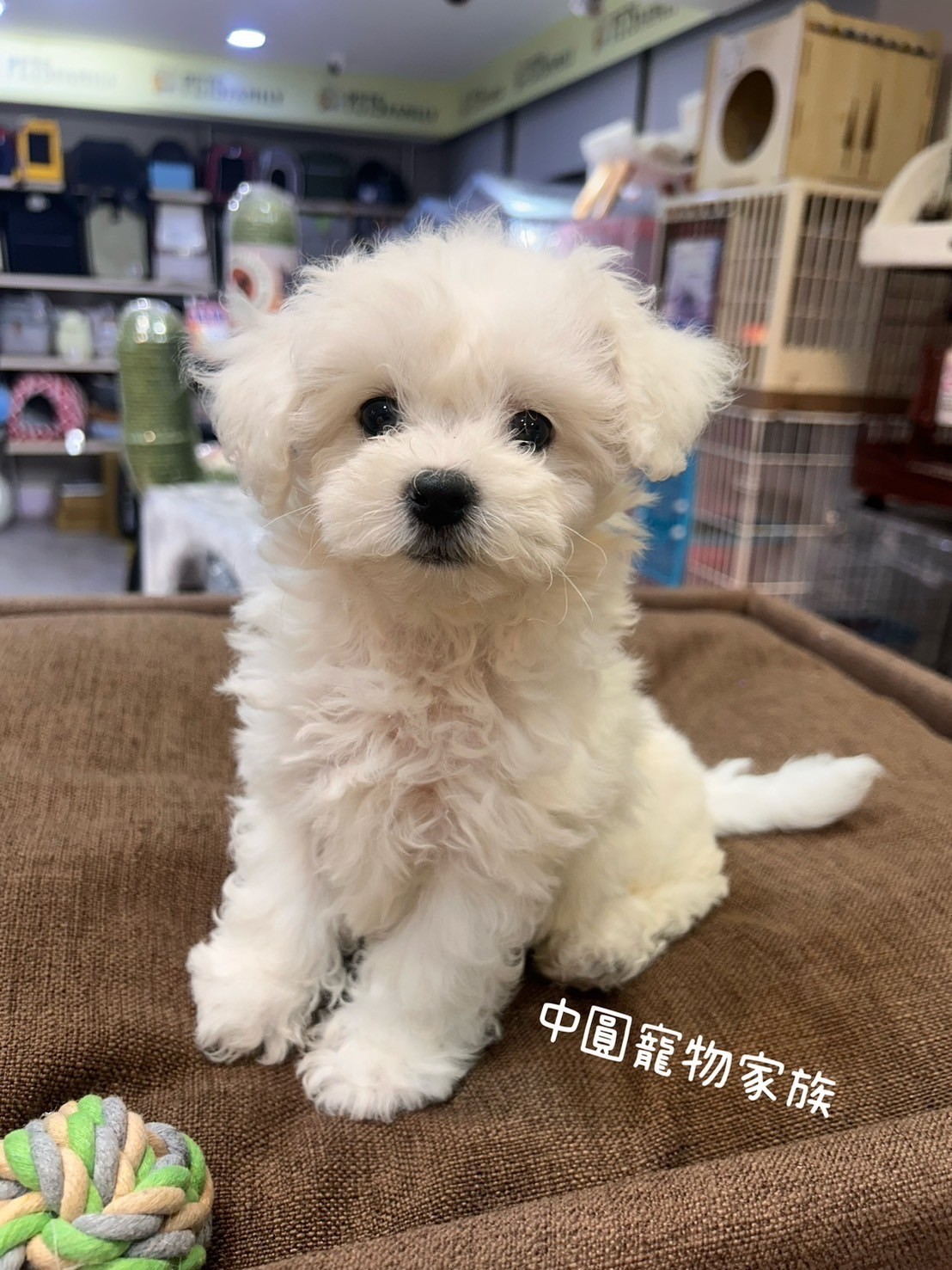 中圓寵物家族／比熊犬