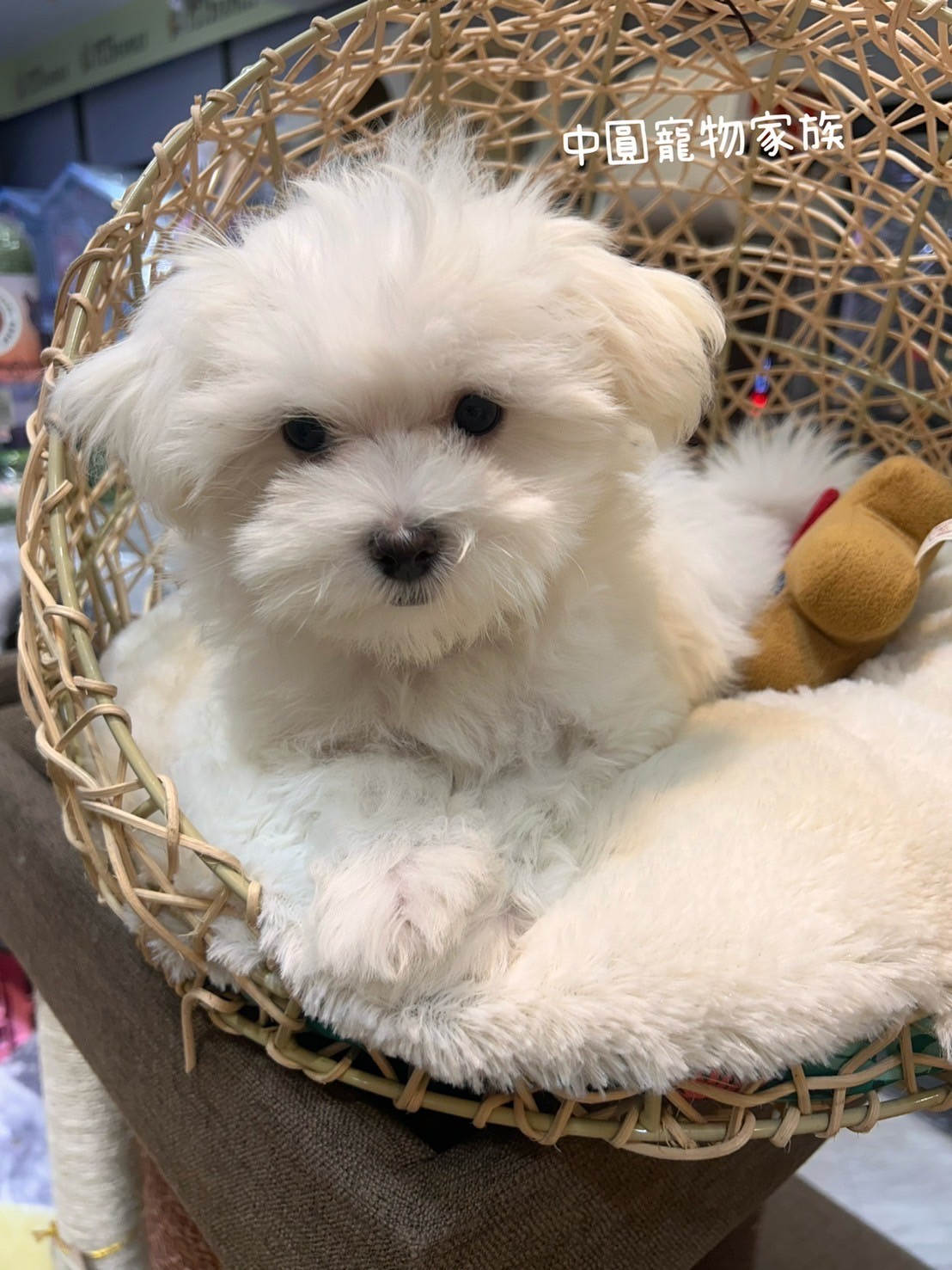 中圓寵物家族／瑪爾濟斯