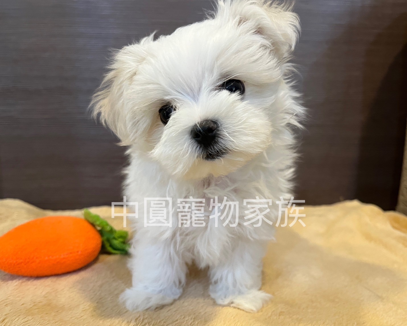 中圓寵物家族／瑪爾濟斯