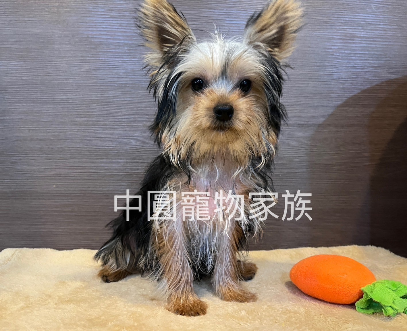 中圓寵物家族／黑金約克夏