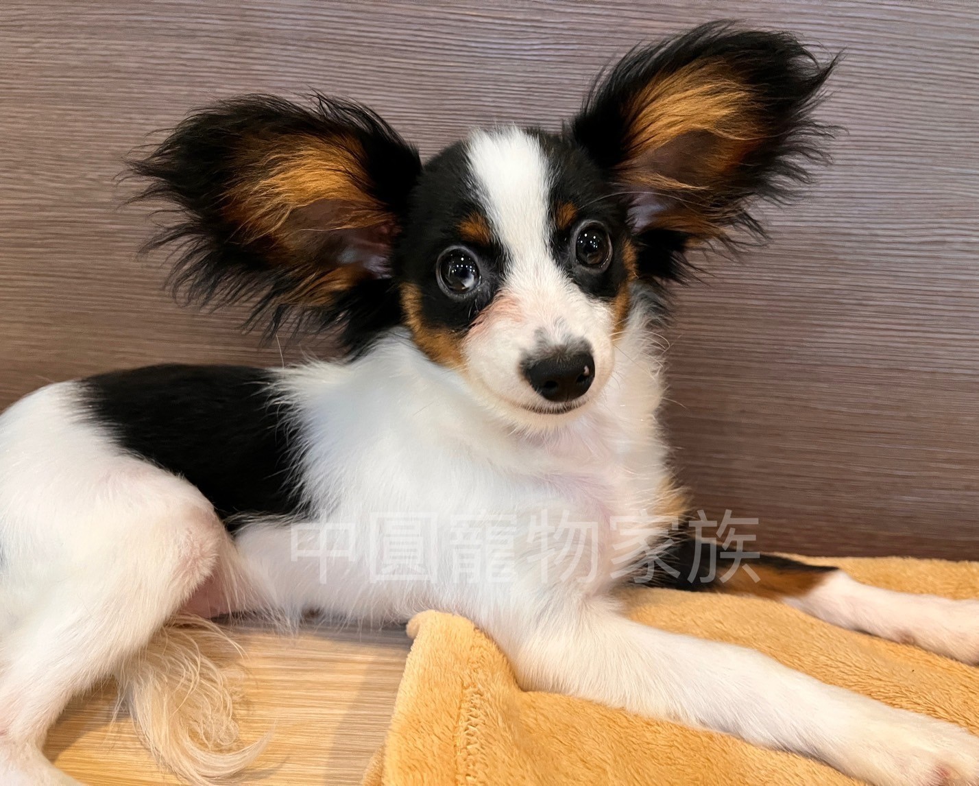 中圓寵物家族／黑白蝴蝶犬