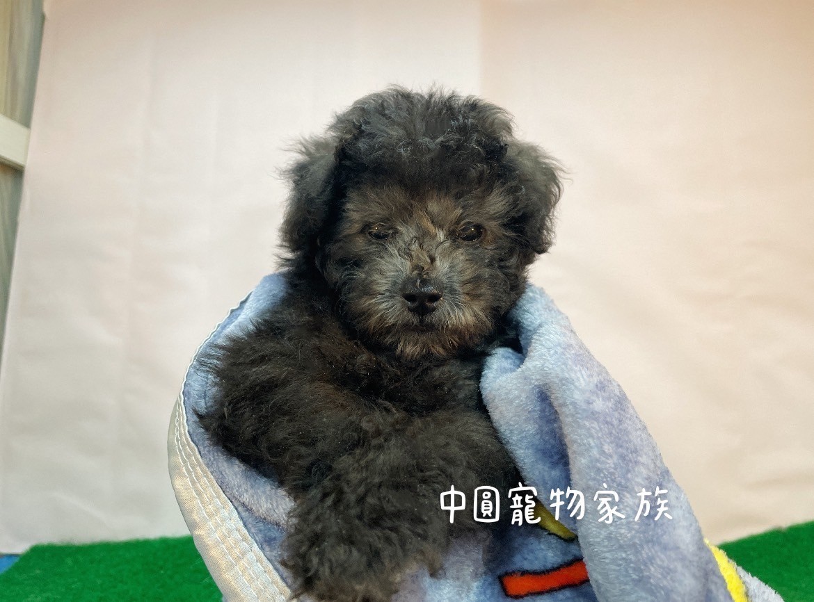 中圓寵物家族／灰色貴賓犬