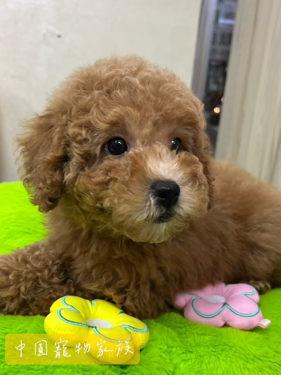 中圓寵物家族／奶油色貴賓犬