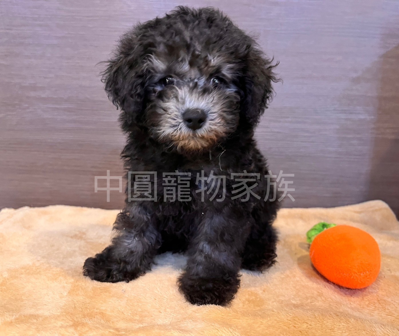 中圓寵物家族／灰色貴賓犬