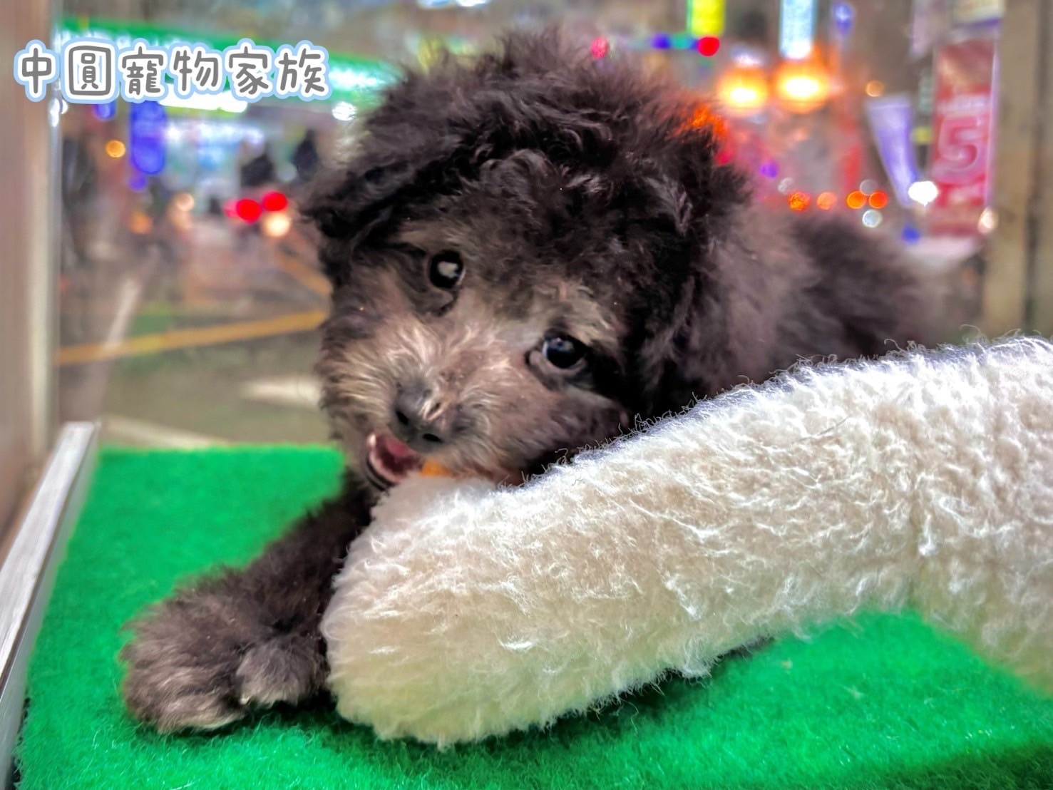 中圓寵物家族／灰色貴賓犬