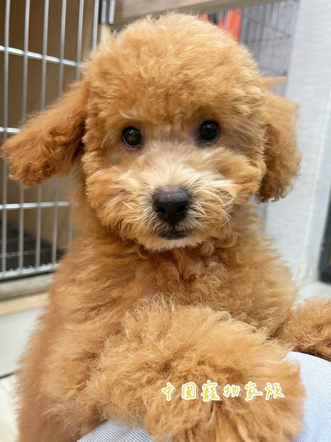 中圓寵物家族／奶油色貴賓犬