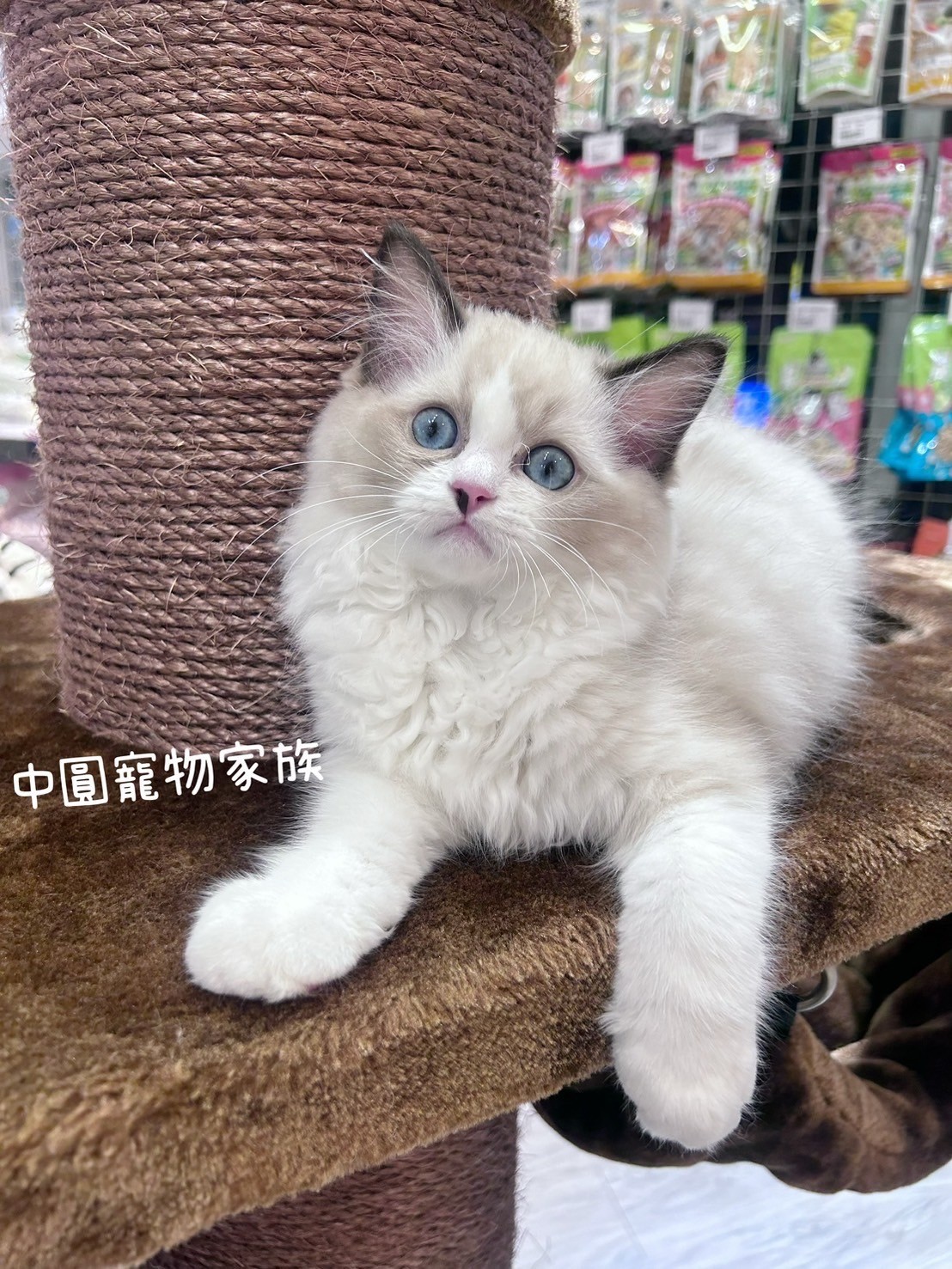 中圓寵物家族／海豹雙色布偶貓