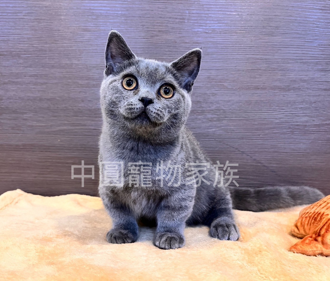 中圓寵物家族／藍色曼赤肯