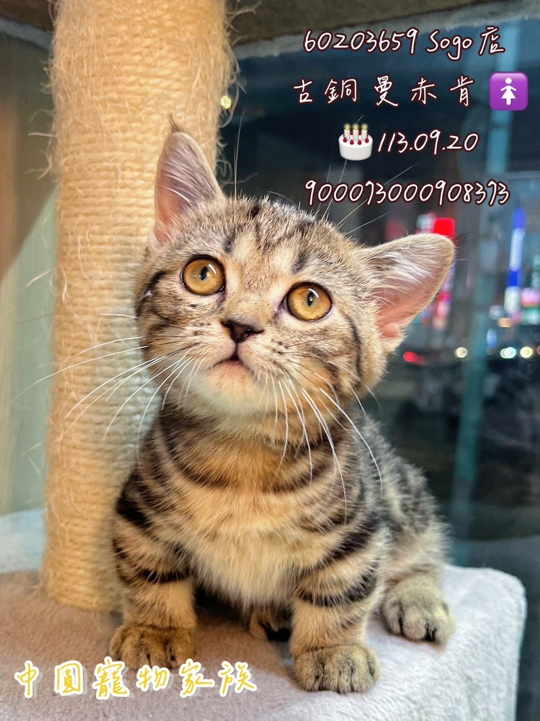 中圓寵物家族／古銅色曼赤肯