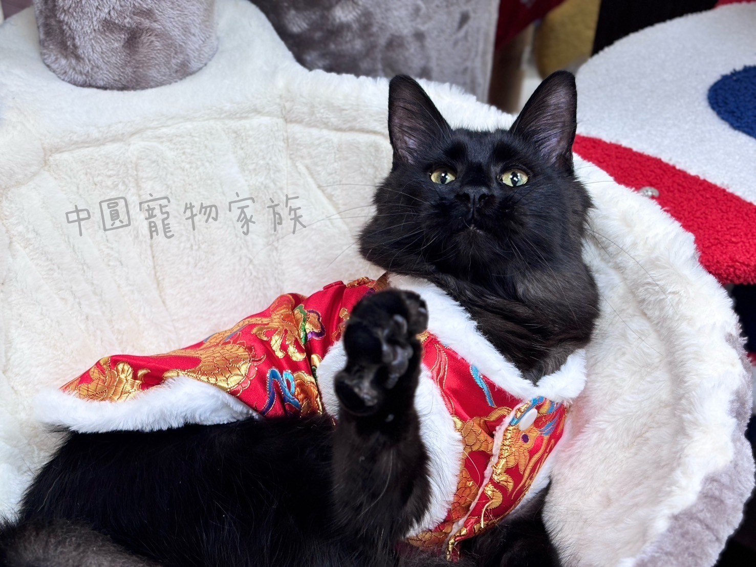 中圓寵物家族／黑煙緬因貓