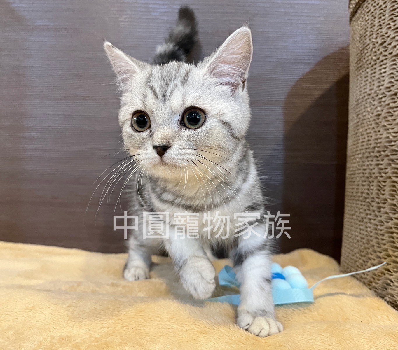 中圓寵物家族／銀白美國短毛貓