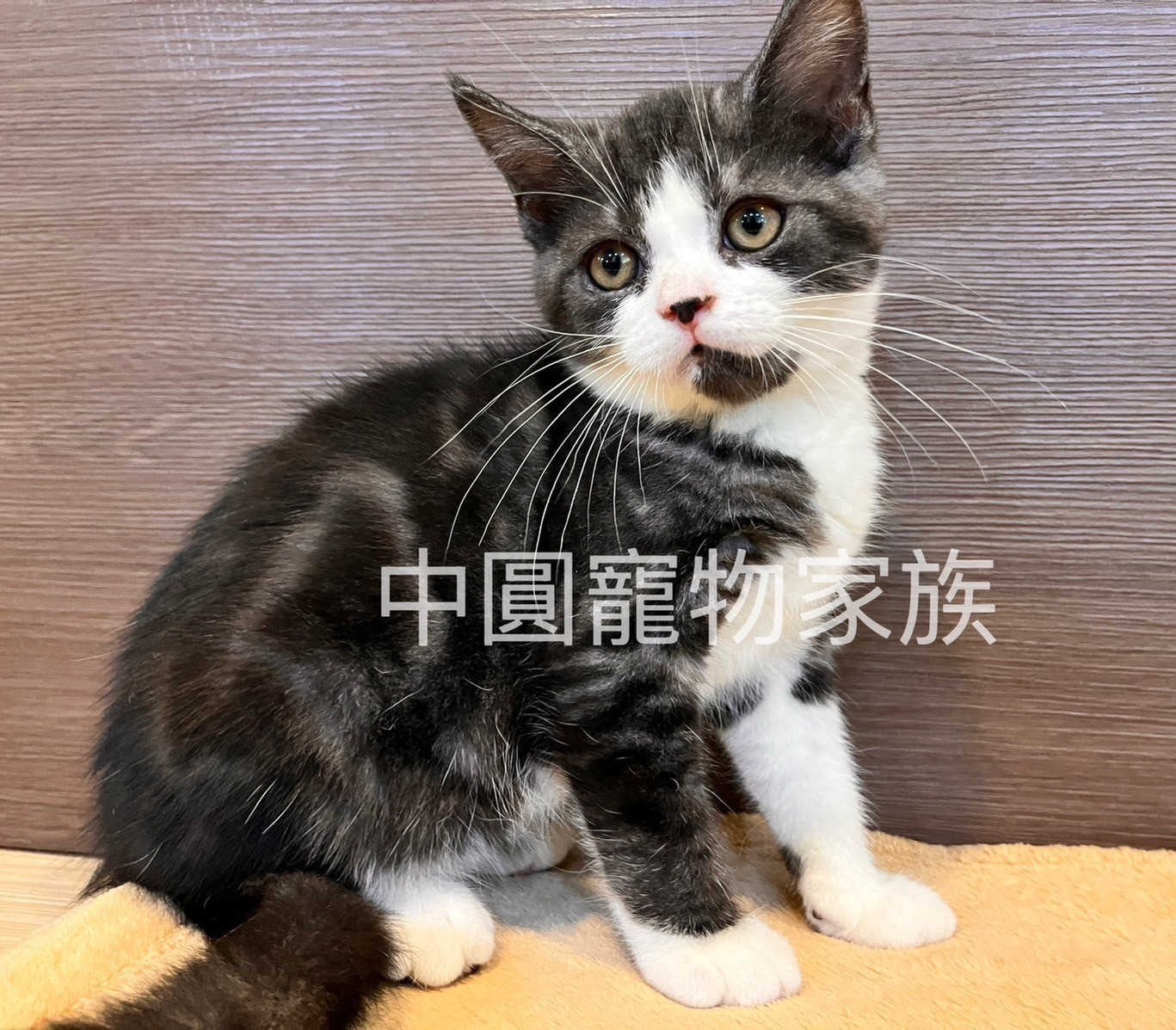 中圓寵物家族／黑白賓士英國短毛貓