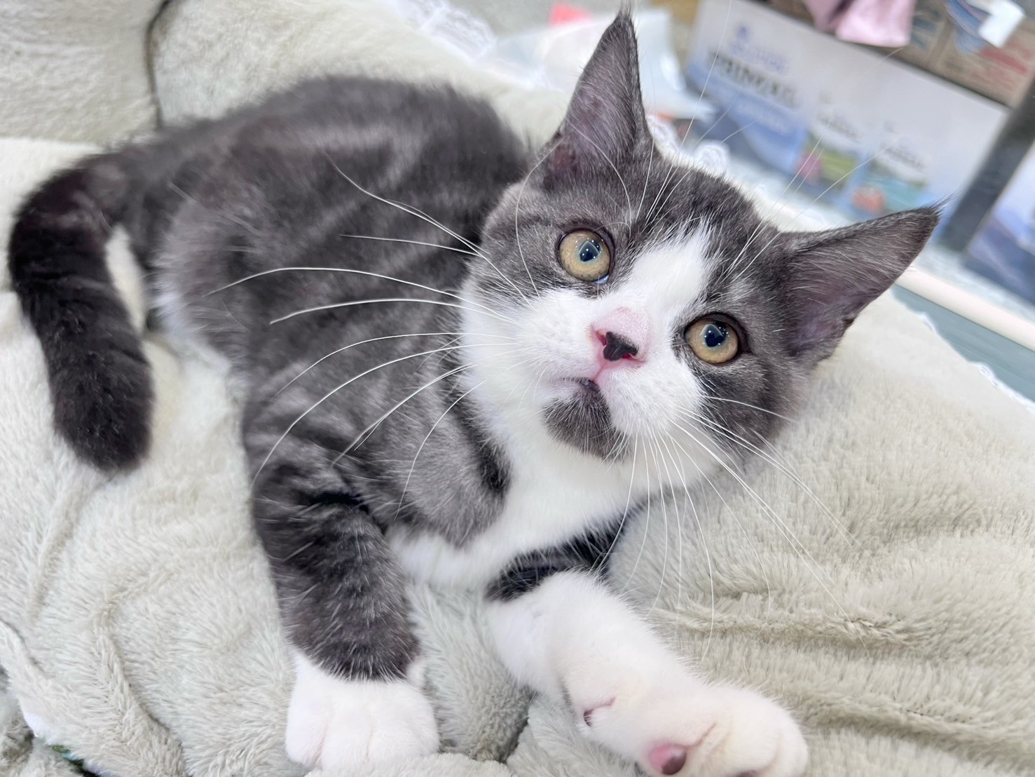 中圓寵物家族／黑白賓士英國短毛貓