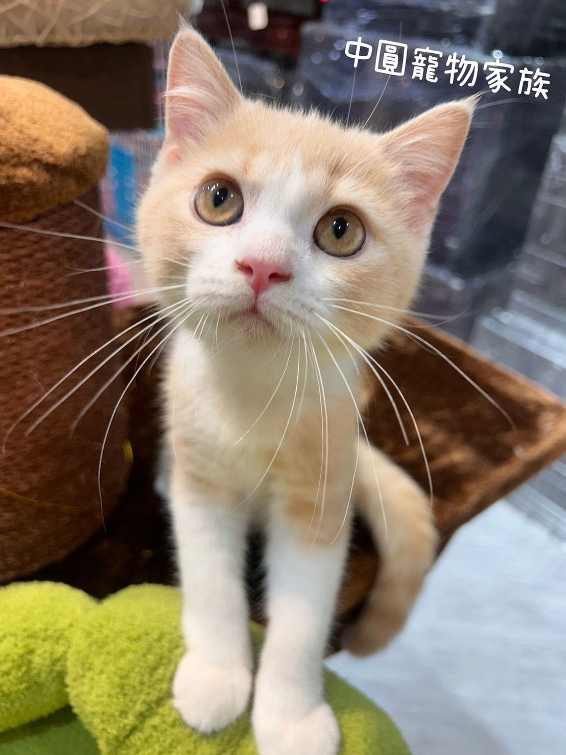 中圓寵物家族／奶油加白英國短毛貓