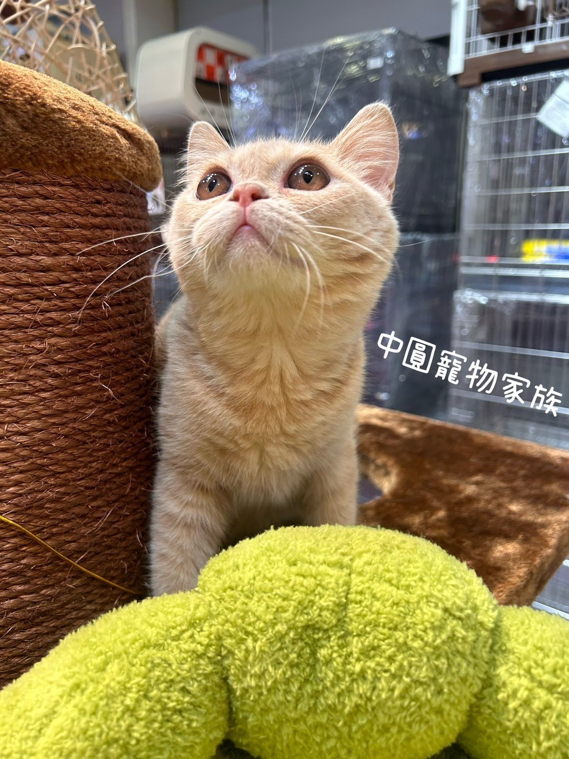 中圓寵物家族／奶油色英國短毛貓