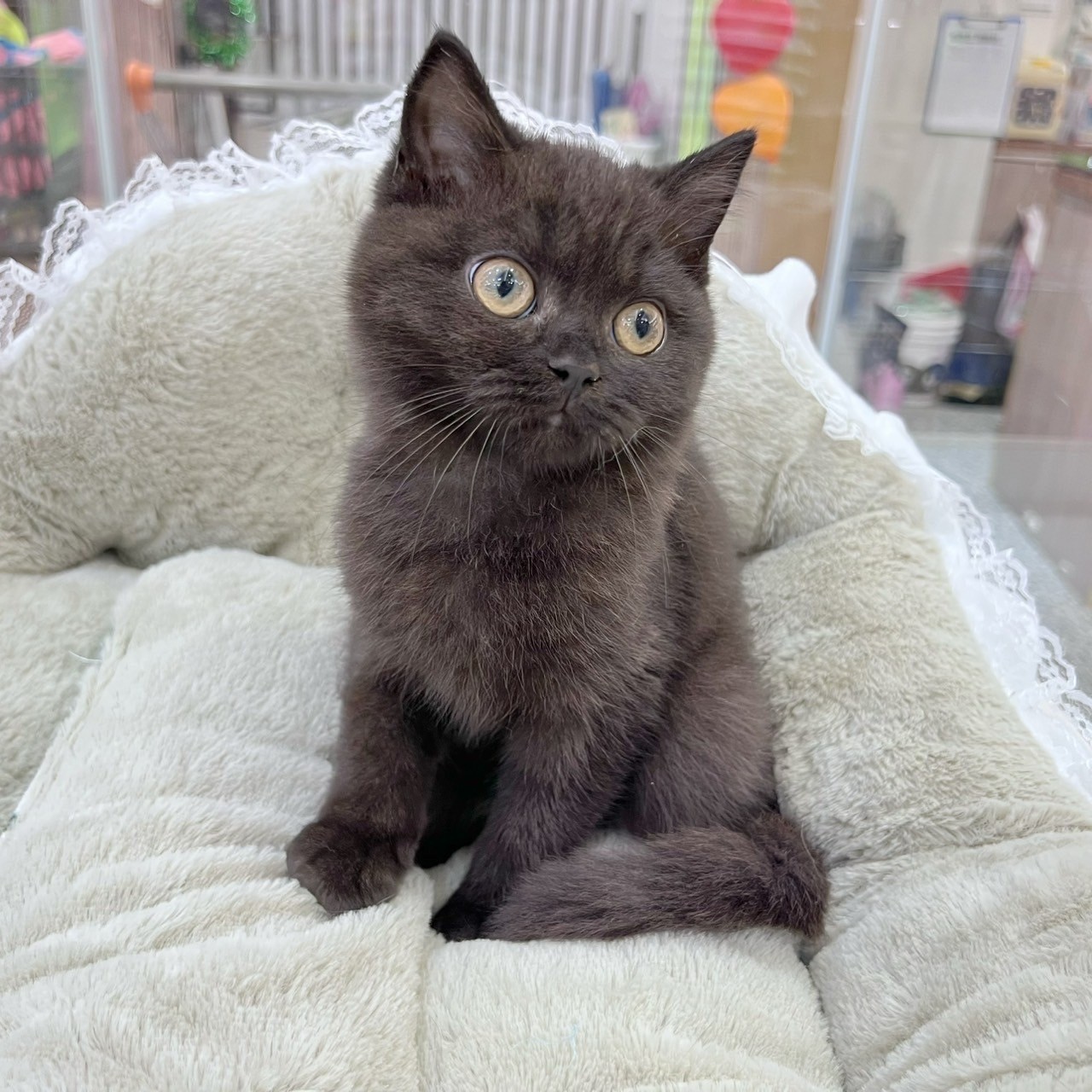 中圓寵物家族／黑色英國短毛貓