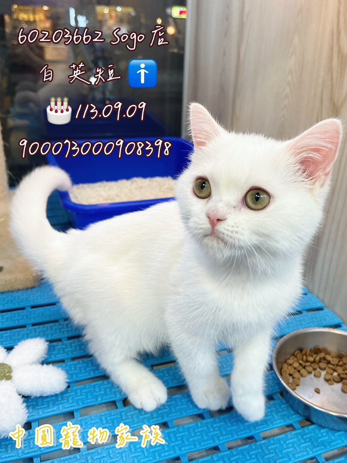 中圓寵物家族／白色英國短毛貓