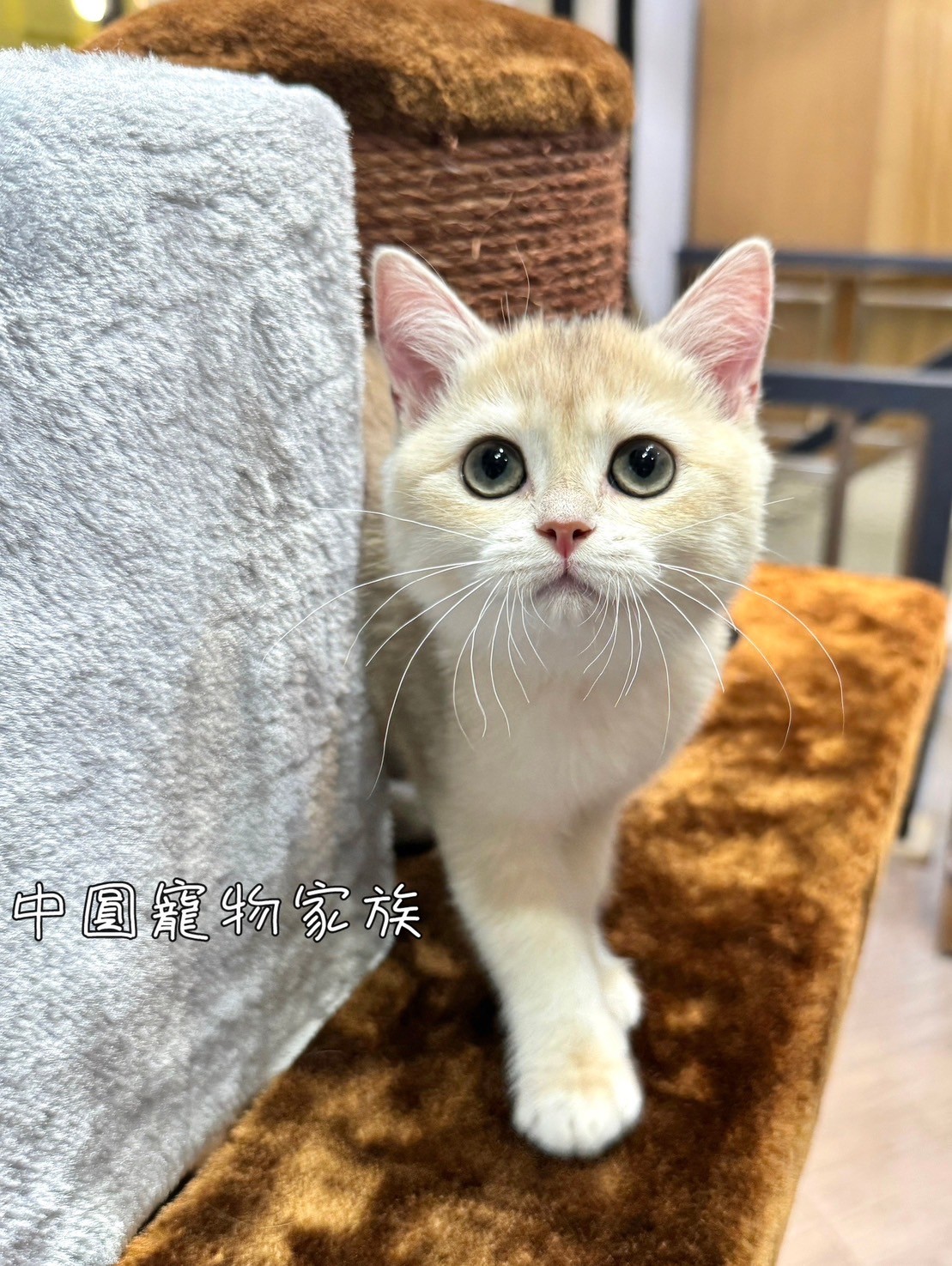 中圓寵物家族／藍金漸層英國短毛貓