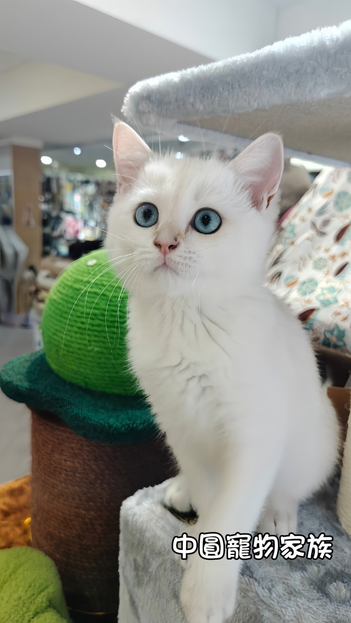 中圓寵物家族／金點英國短毛貓