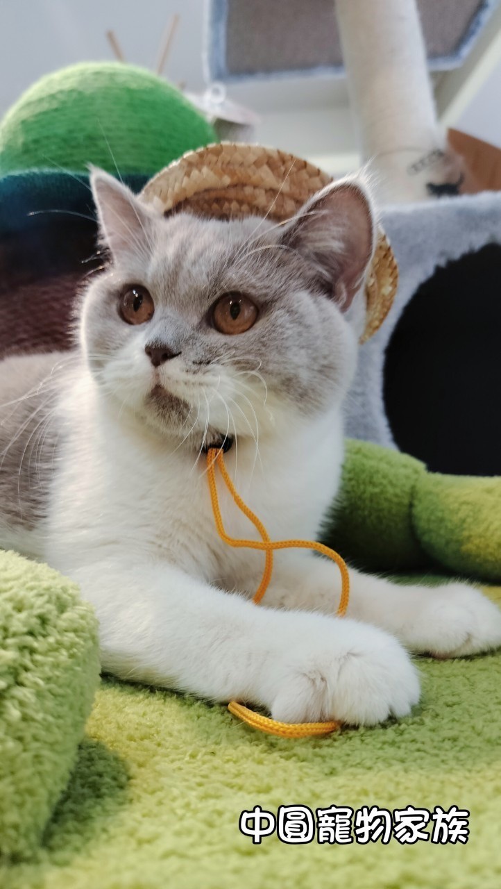 中圓寵物家族／紫丁香加白英國短毛貓