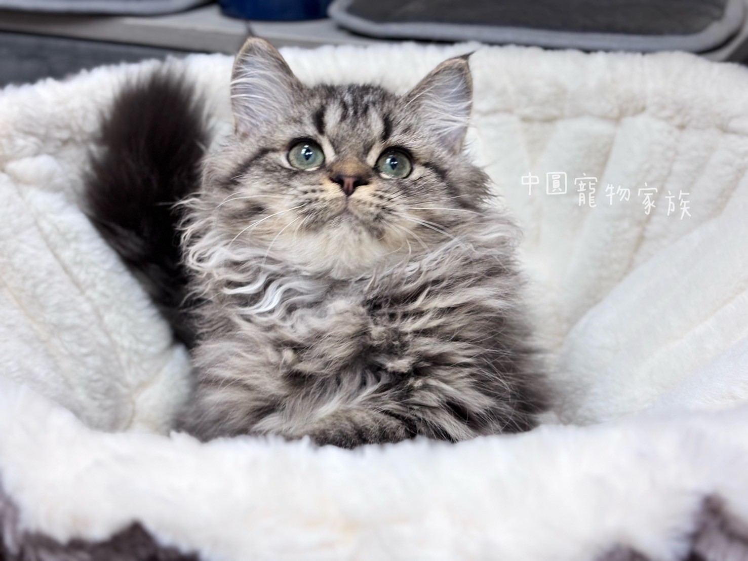 中圓寵物家族／虎斑紋英國長毛貓