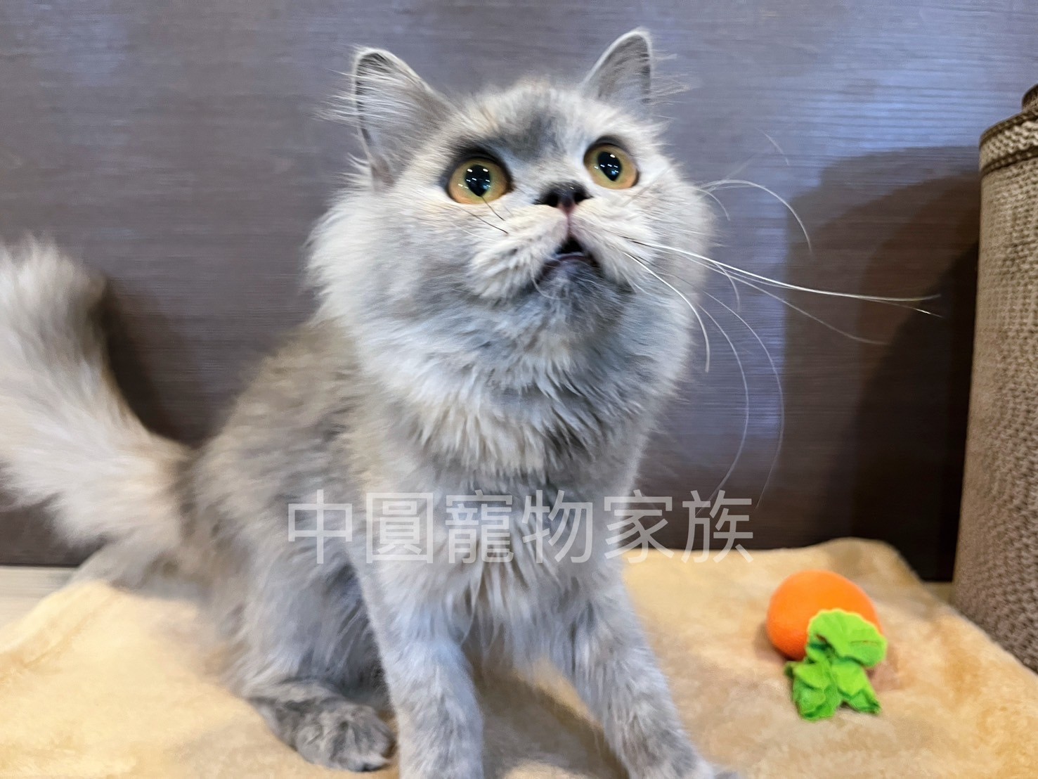 中圓寵物家族／藍奶色英國長毛貓