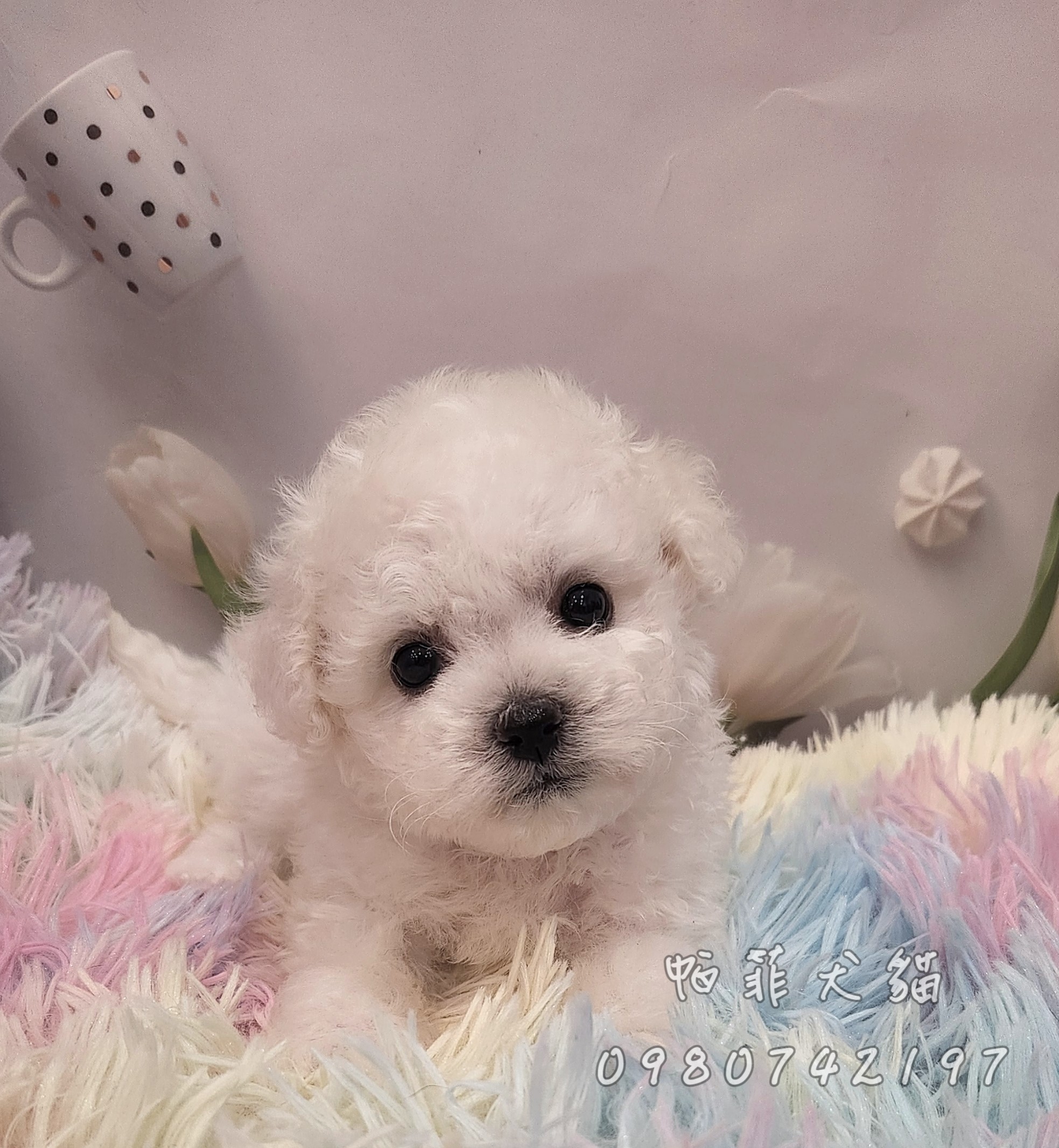 帕菲犬貓園／迷你比熊犬