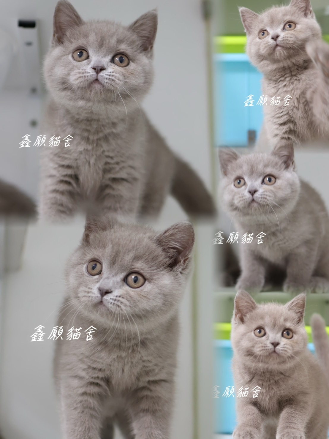 鑫願貓舍／紫丁香英國短毛貓