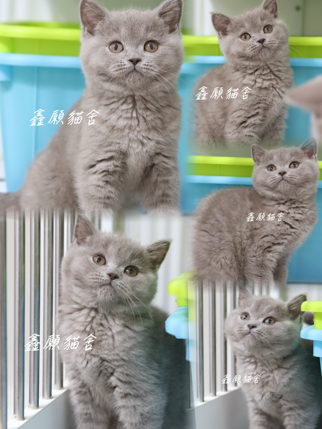 鑫願貓舍／紫丁香英國短毛貓