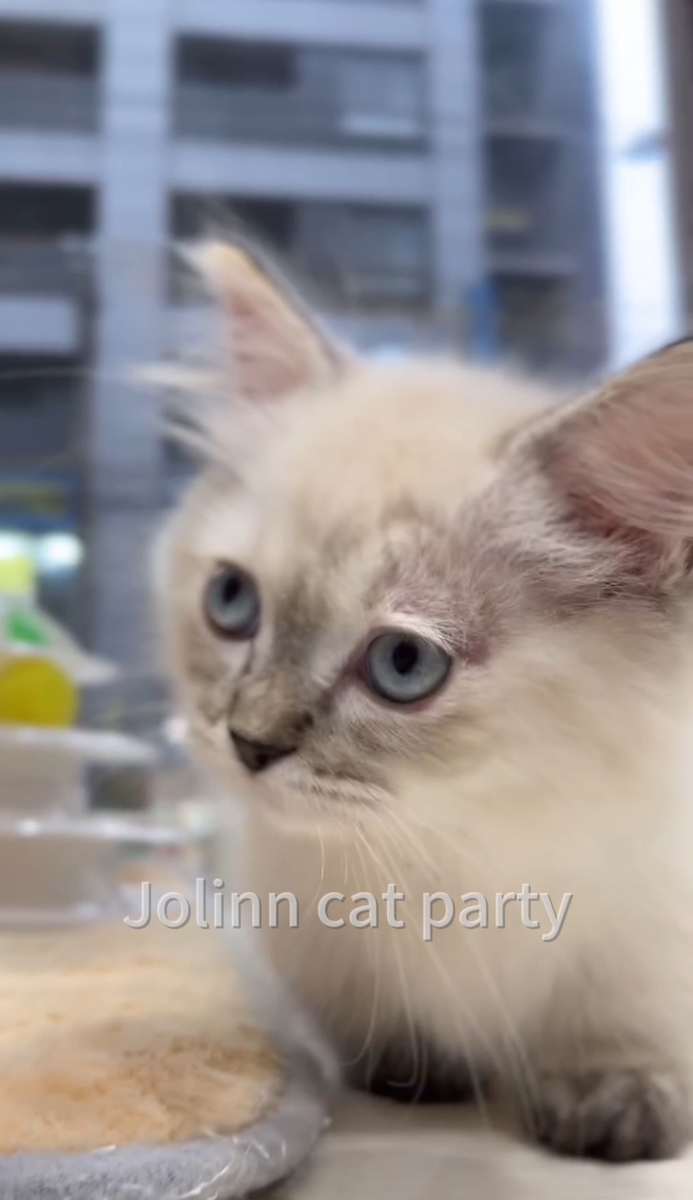 貓咪派對／布偶色小步舞曲