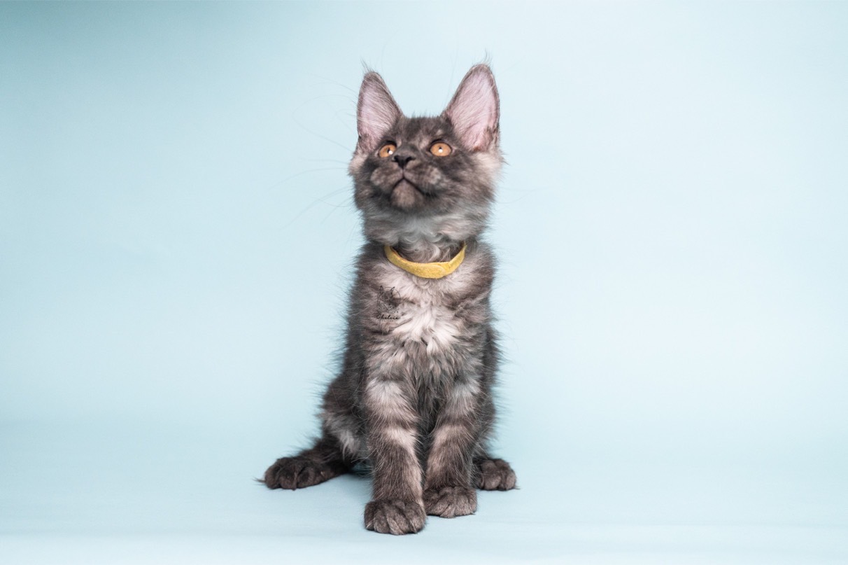 雀而喜貓舍／黑煙燻緬因貓