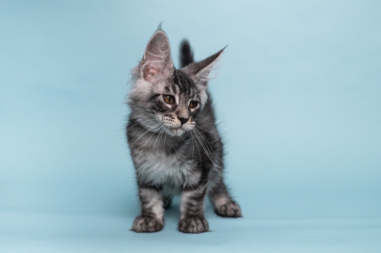 雀而喜貓舍／銀虎斑緬因貓