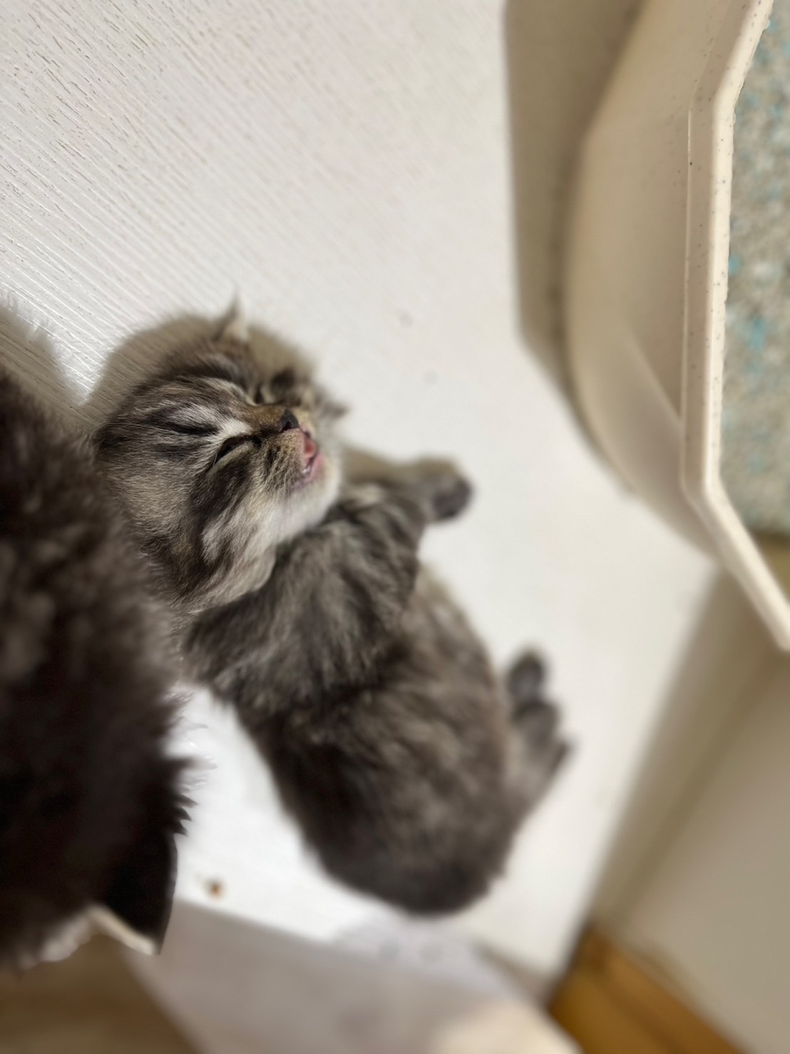 貓咪派對／虎斑紋小步舞曲