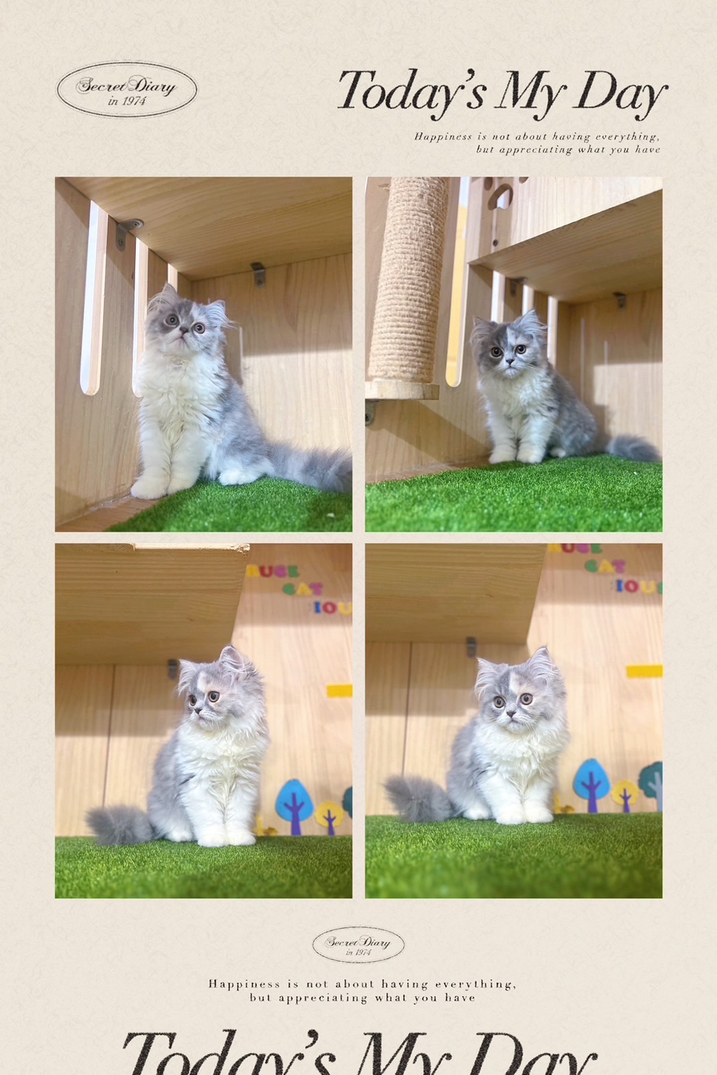 布魯斯貓舍／淺三花英國長毛貓