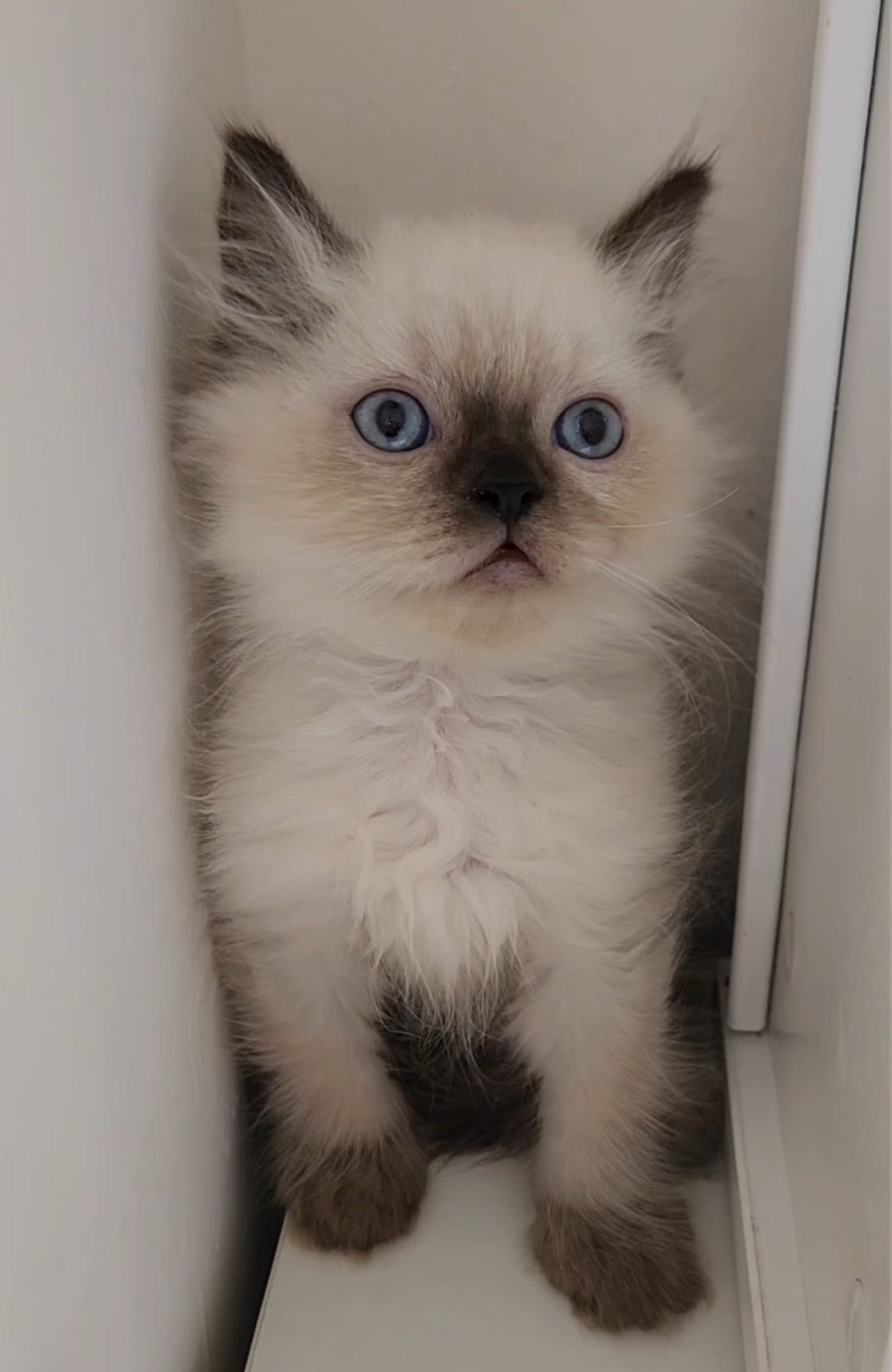 天使貓園／布偶貓