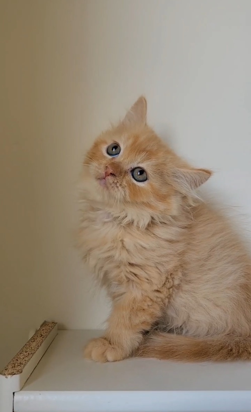 天使貓園／橘色英國長毛貓