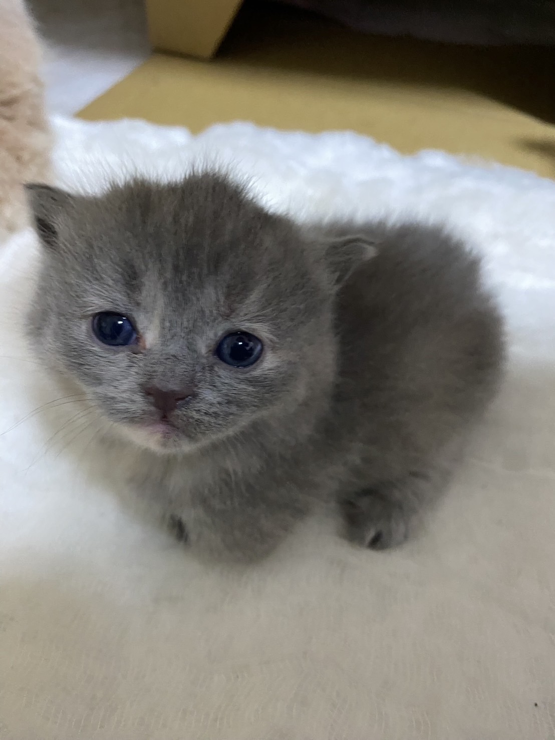 天使貓園／曼赤肯