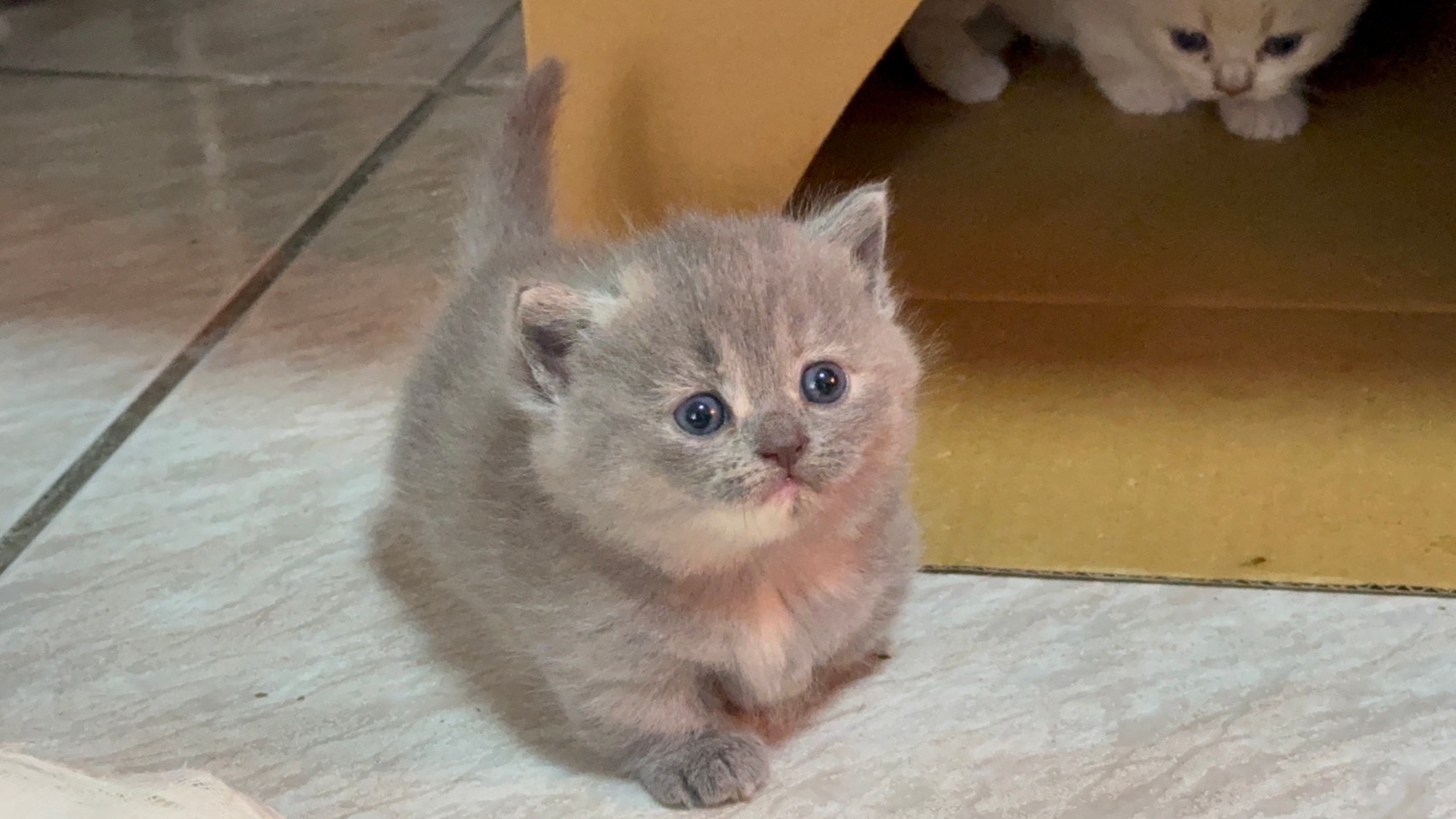 天使貓園／藍色曼赤肯