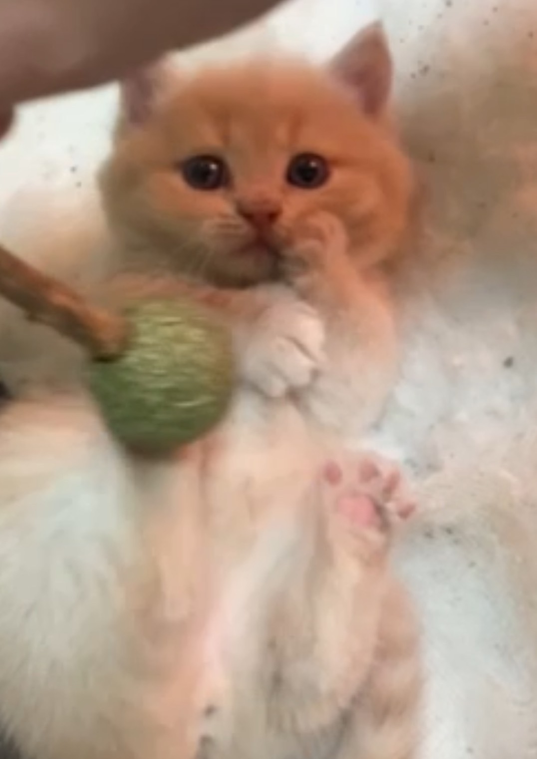 天使貓園／奶油曼赤肯