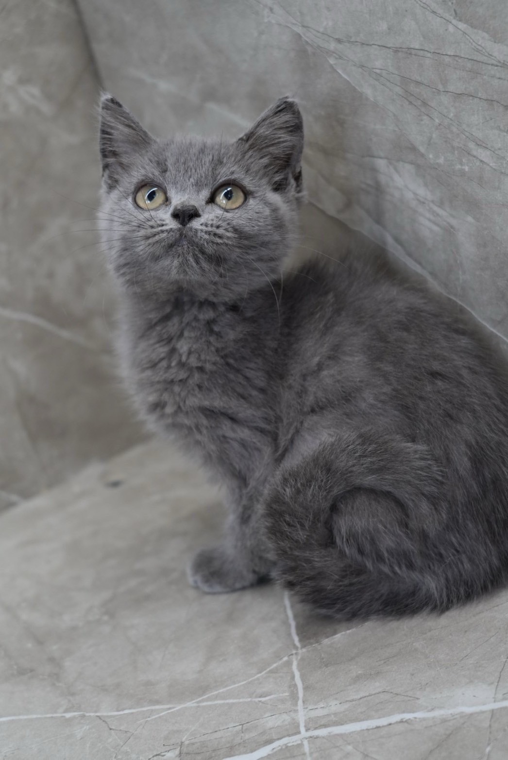 天使貓園／藍色英國短毛貓