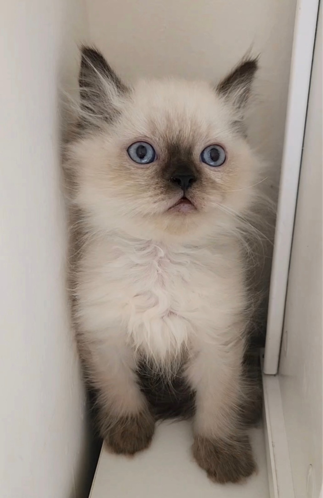 天使貓園／喜馬拉雅貓