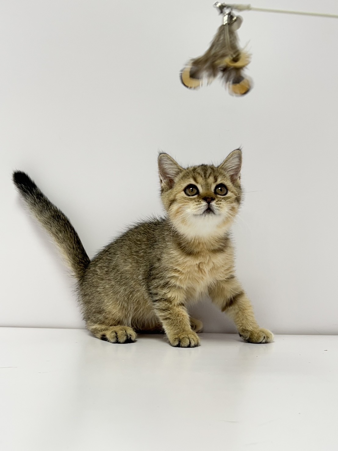 小藤貓舍／英國短毛貓