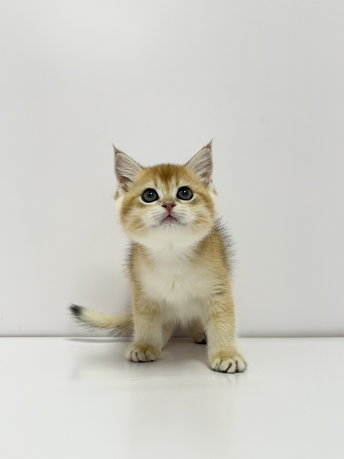 小藤貓舍／金漸層英國短毛貓