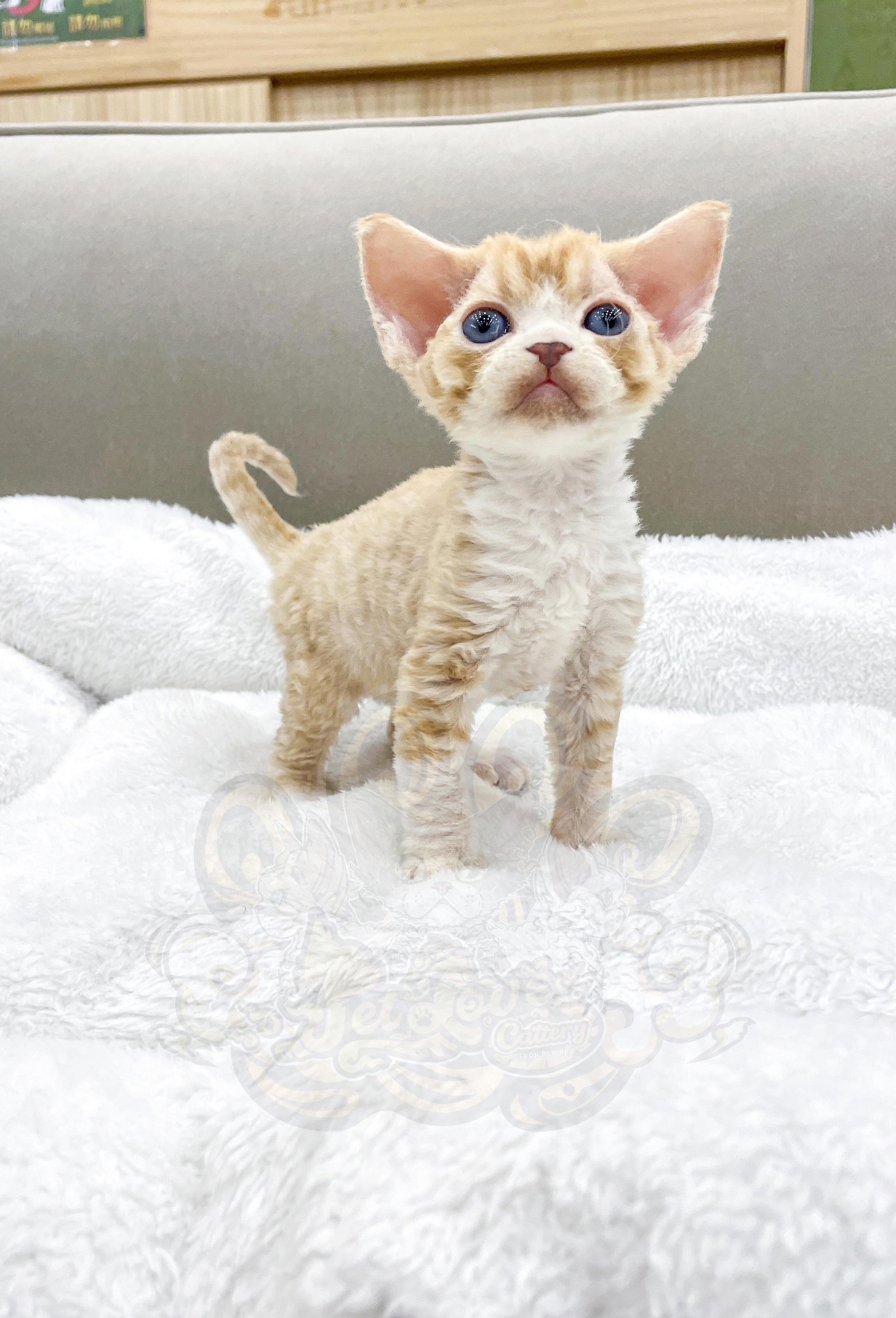 寵愛貓舍／紅虎斑加白德文捲毛貓