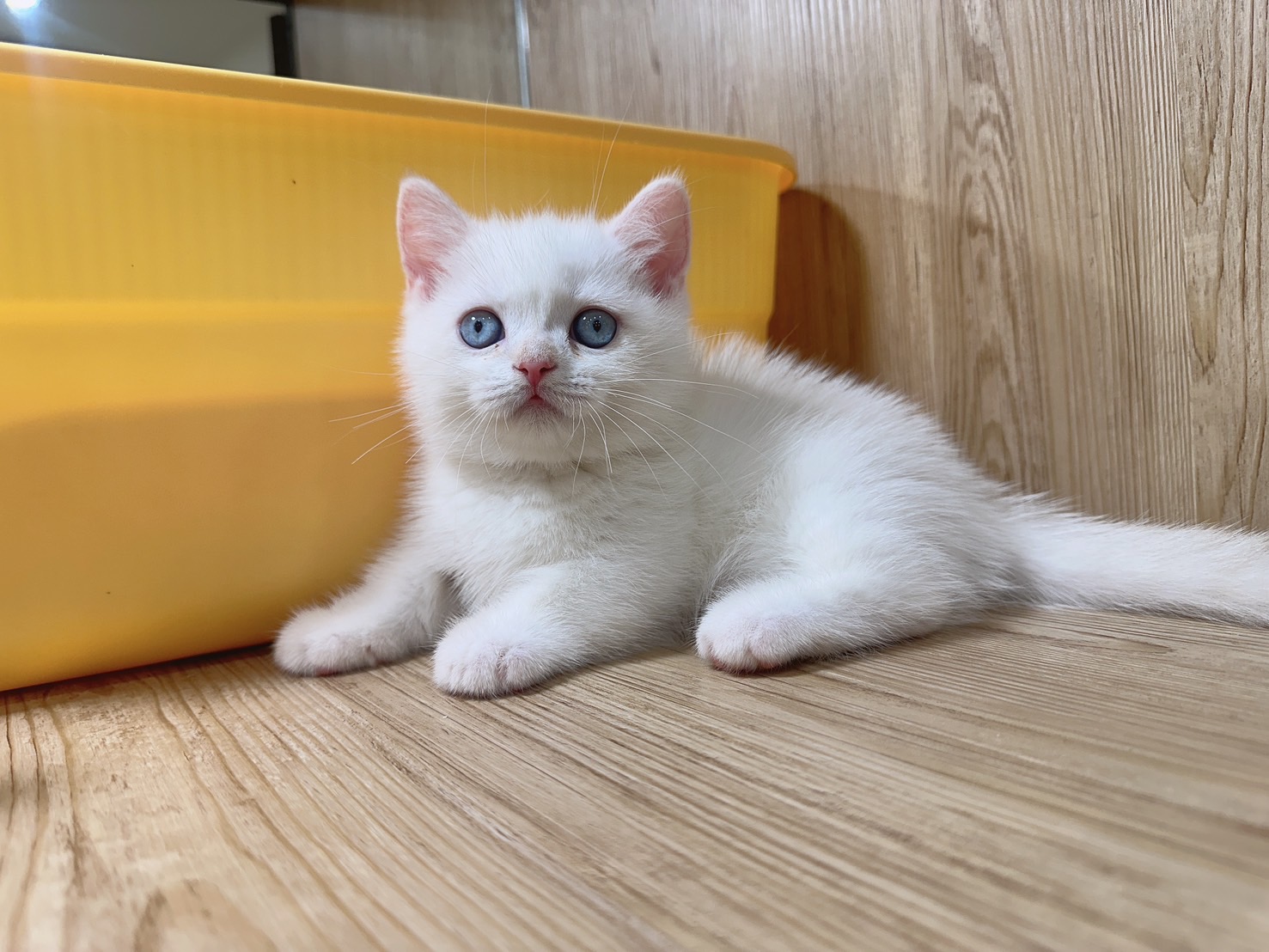 喜得貓社／奶油端子色曼赤肯