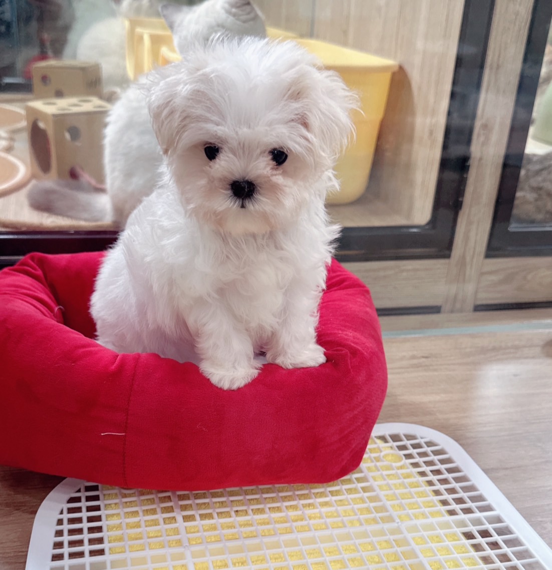 喜得貓社／瑪爾濟斯