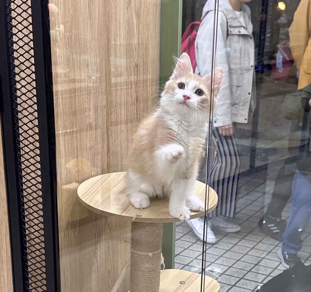 喜得貓社／奶油色挪威森林貓