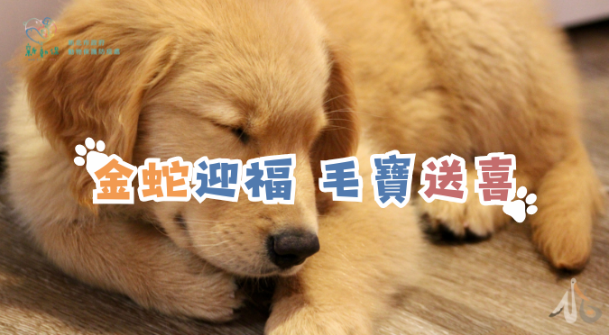 新北市動物保護防疫處 / 金蛇迎福 毛寶送喜