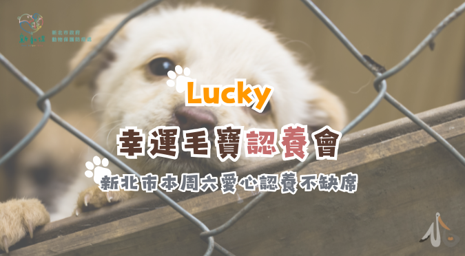 新北市動物保護防疫處 / Lucky ━ 幸運毛寶認養會