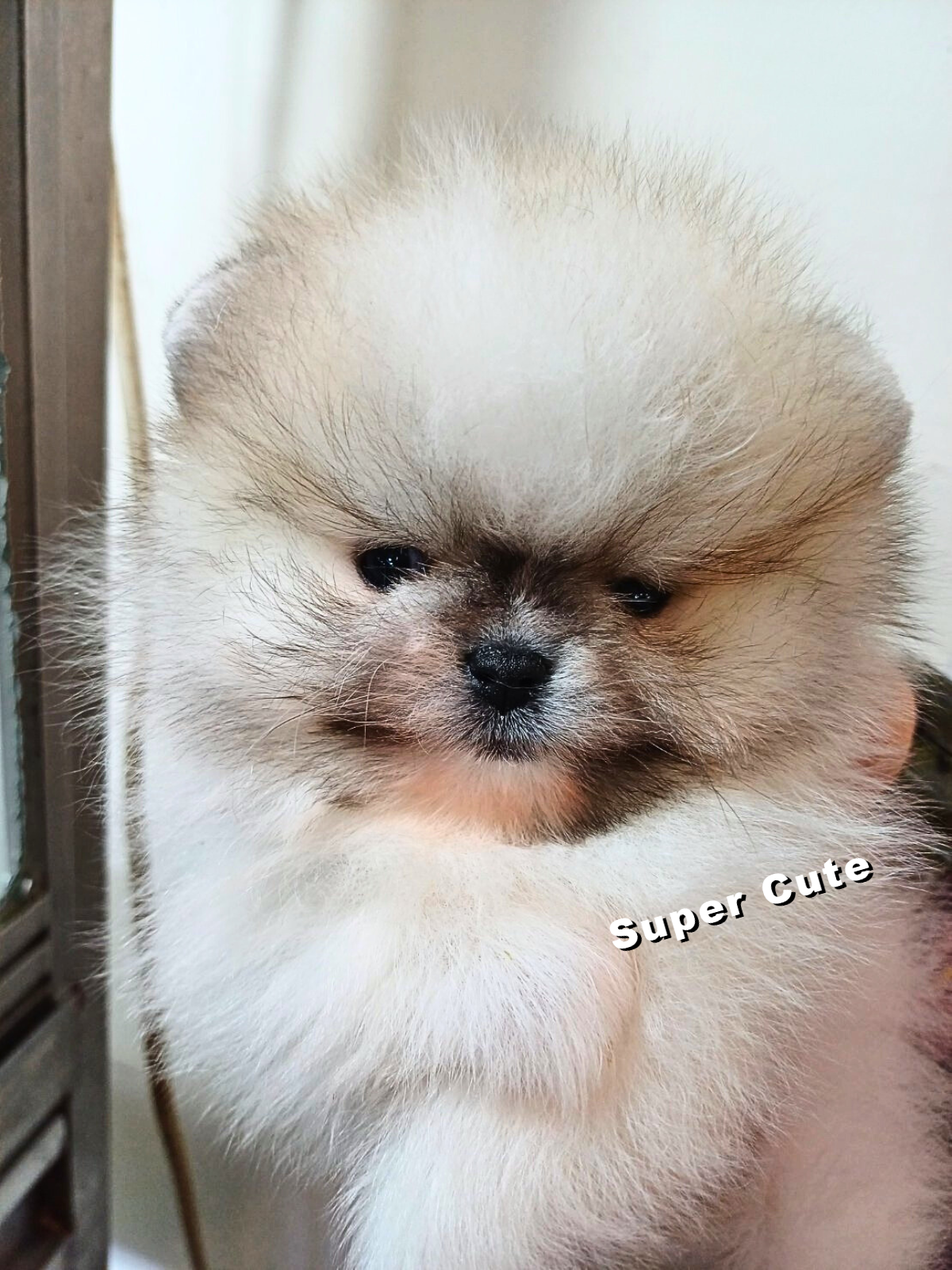 超可愛名犬社／博美犬